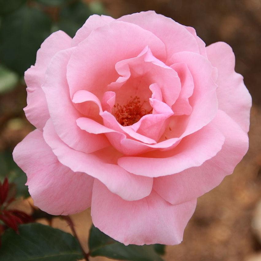 Rosa 'Queen Elizabeth' ~ Queen Elizabeth™ Grandiflora Rose-ServeScape