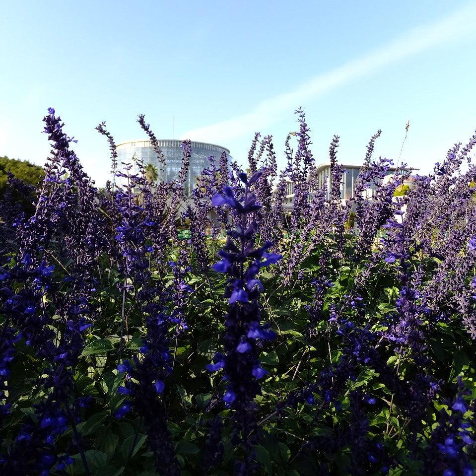 Salvia 'Indigo Spires' ~ Indigo Spires Sage-ServeScape