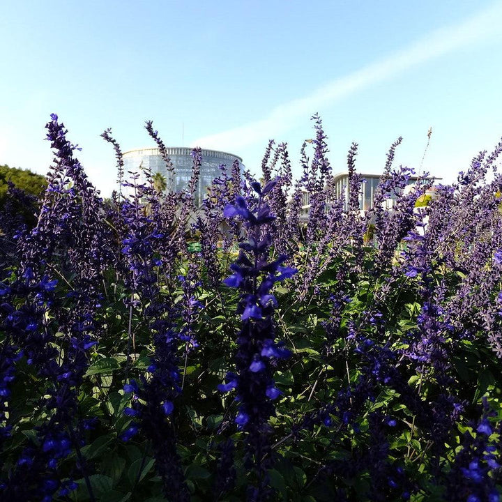Salvia 'Indigo Spires' ~ Indigo Spires Sage-ServeScape