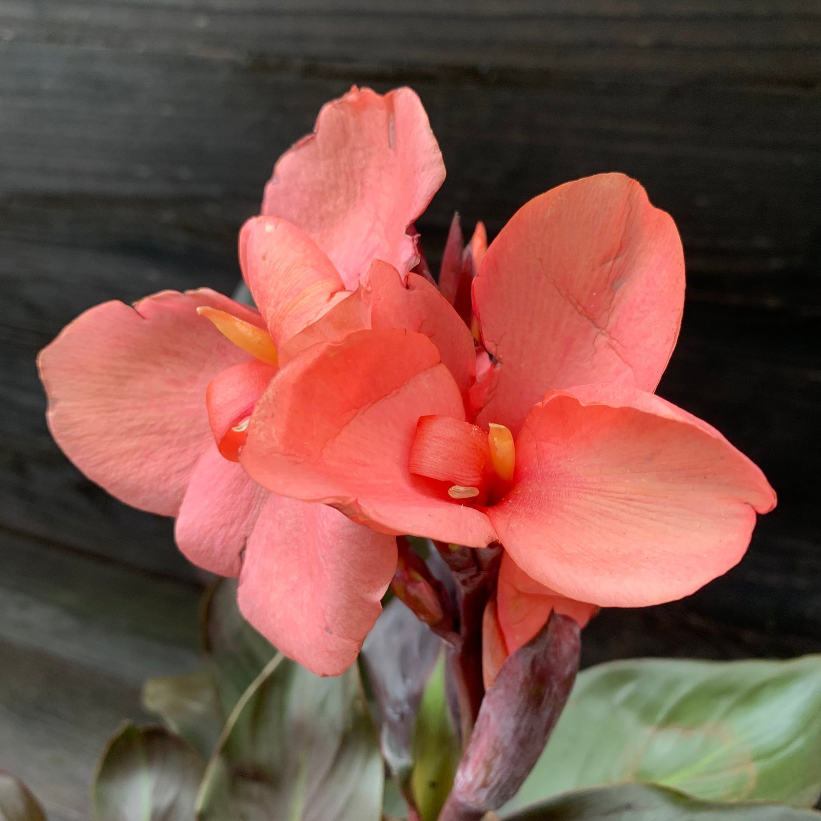Canna x generalis 'Cannova Bronze Peach' ~ Monrovia® CANNOVA® Bronze Peach Canna Lily-ServeScape