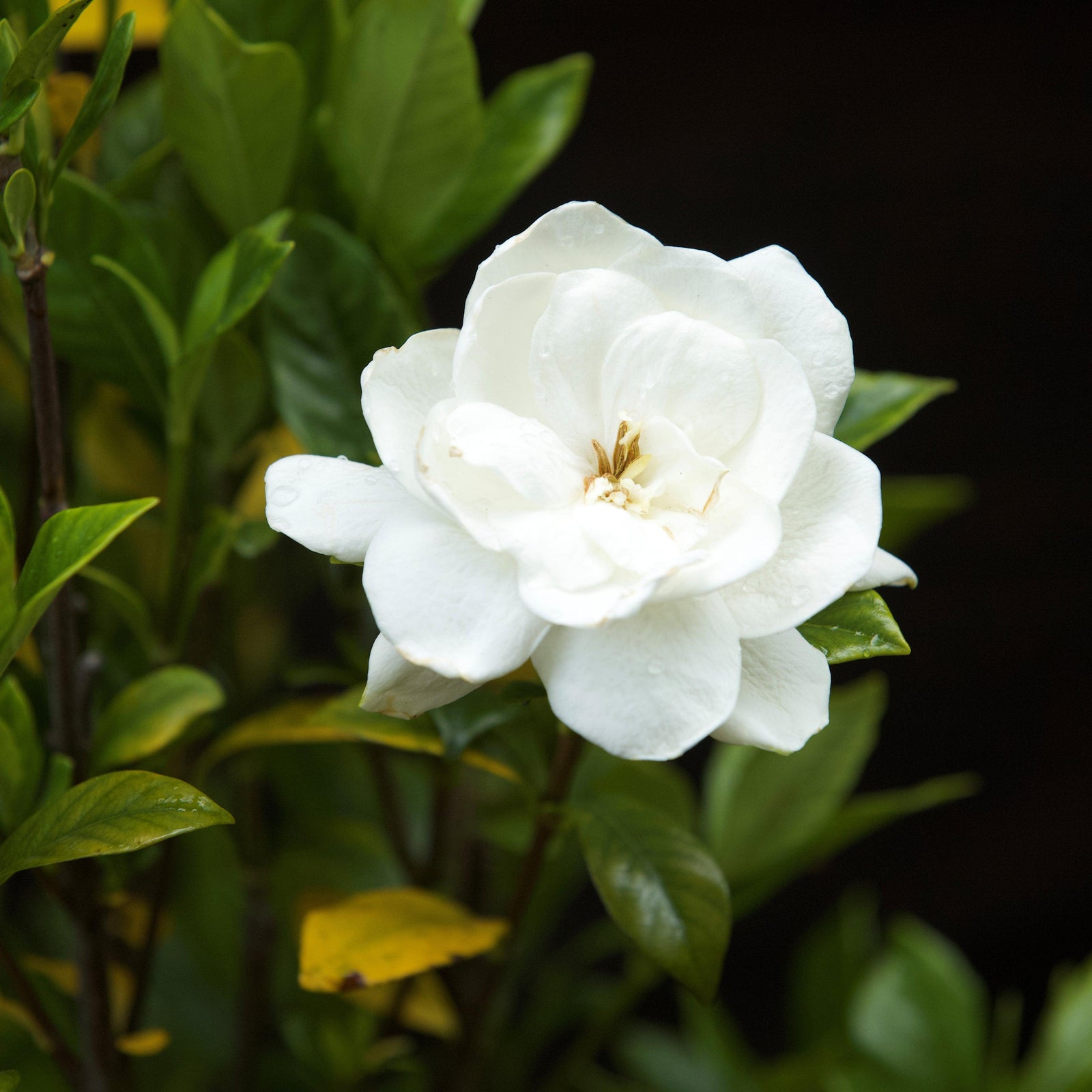 Gardenia jasminoides 'August Beauty' ~ August Beauty Gardenia-ServeScape