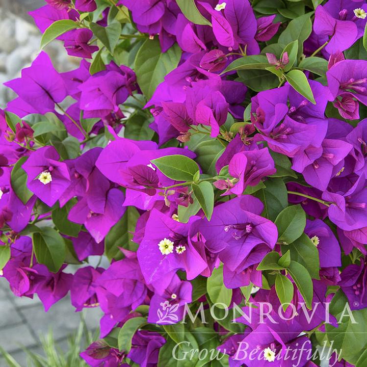 Bougainvillea 'Moneth' ~ Monrovia® Purple Queen® Bougainvillea-ServeScape