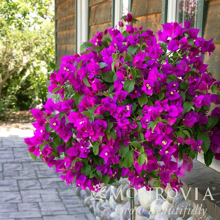 Bougainvillea 'Moneth' ~ Monrovia® Purple Queen® Bougainvillea-ServeScape