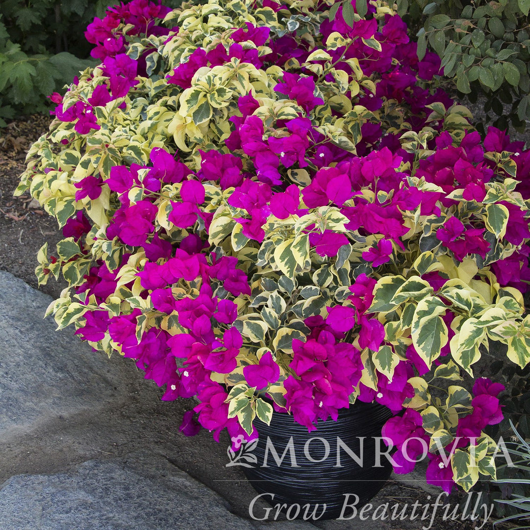 Bougainvillea 'Raspberry Ice' ~ Monrovia® Raspberry Ice Bougainvillea-ServeScape