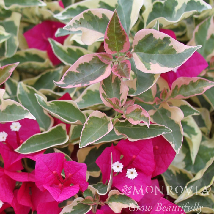Bougainvillea 'Raspberry Ice' ~ Monrovia® Raspberry Ice Bougainvillea-ServeScape