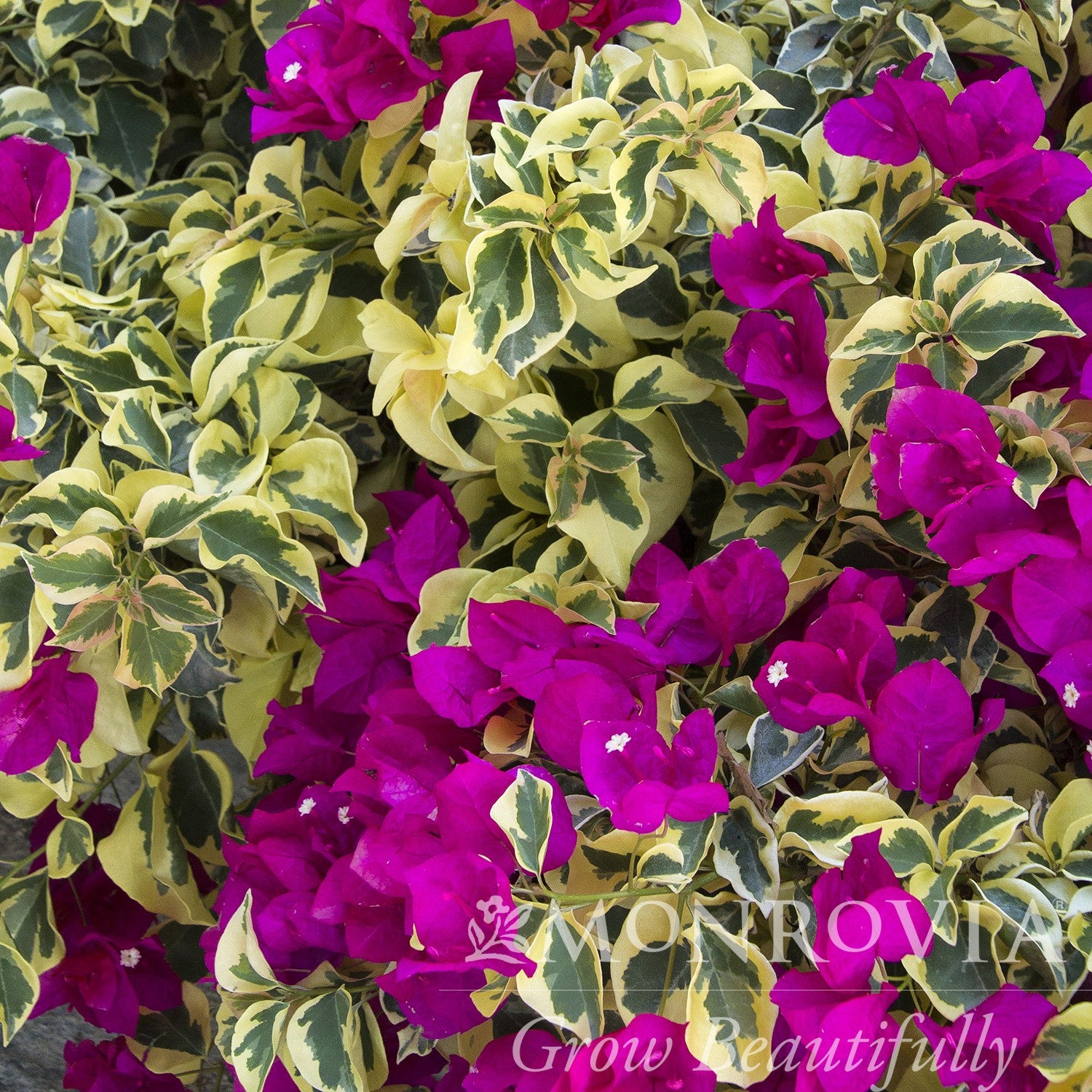 Bougainvillea 'Raspberry Ice' ~ Monrovia® Raspberry Ice Bougainvillea-ServeScape