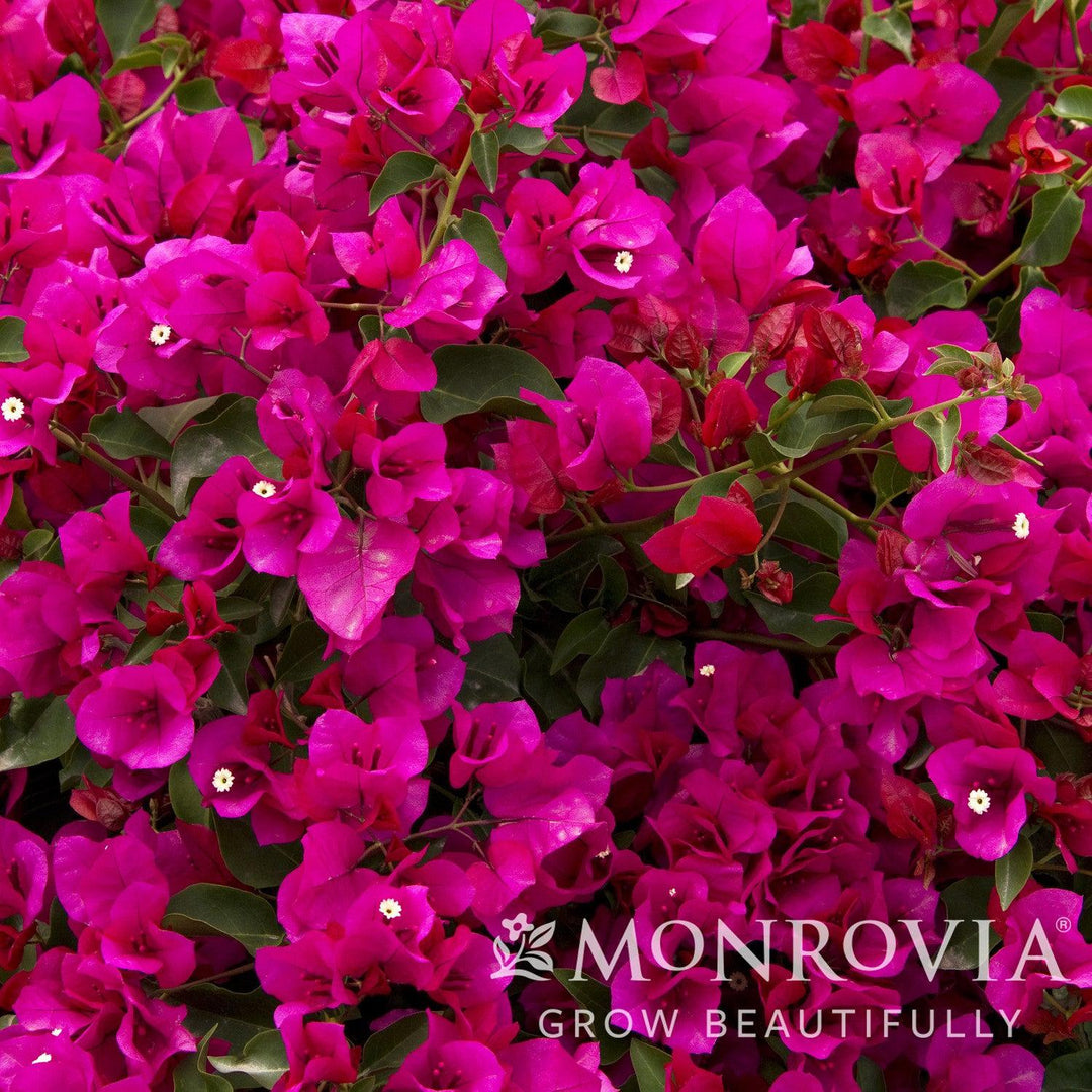 Bougainvillea 'Monka' ~ Monrovia® Oo-La-La® Bougainvillea-ServeScape