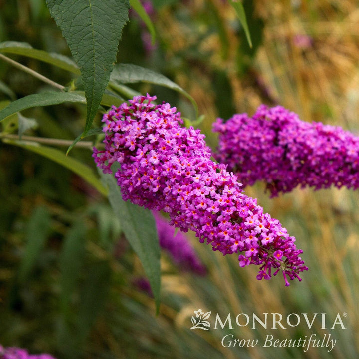 Buddleia davidii 'Royal Red’ ~ Monrovia® Royal Red Butterfly Bush-ServeScape