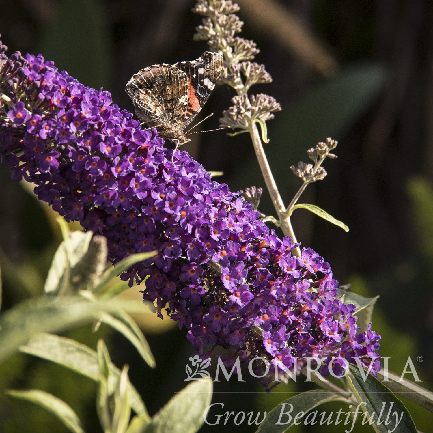 Buddleia 'Black Knight' ~ Monrovia® Black Knight Butterfly Bush-ServeScape