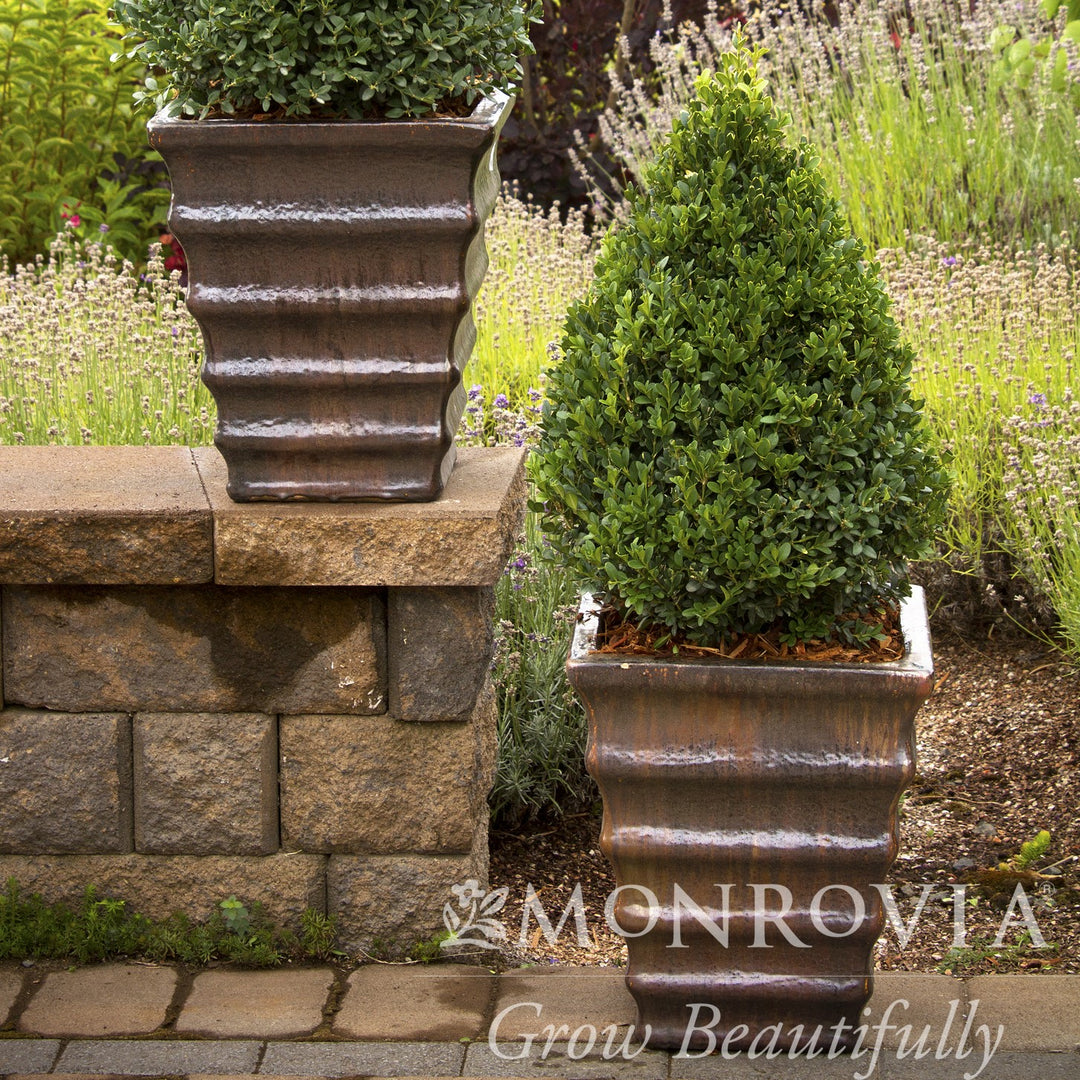 Buxus 'Green Mountain' ~ Monrovia® Green Mountain Boxwood-ServeScape