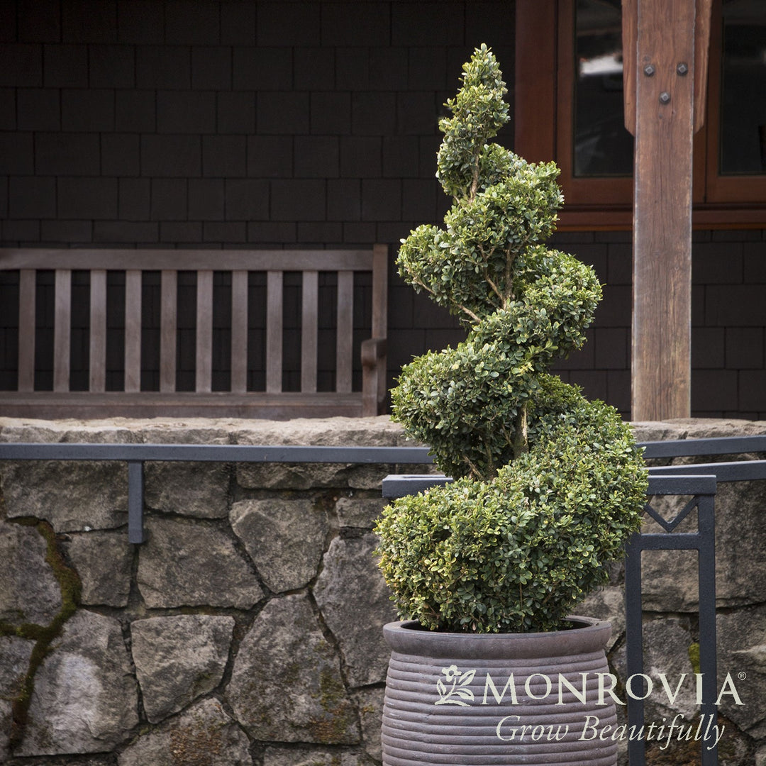 Buxus 'Green Mountain' ~ Monrovia® Green Mountain Boxwood-ServeScape