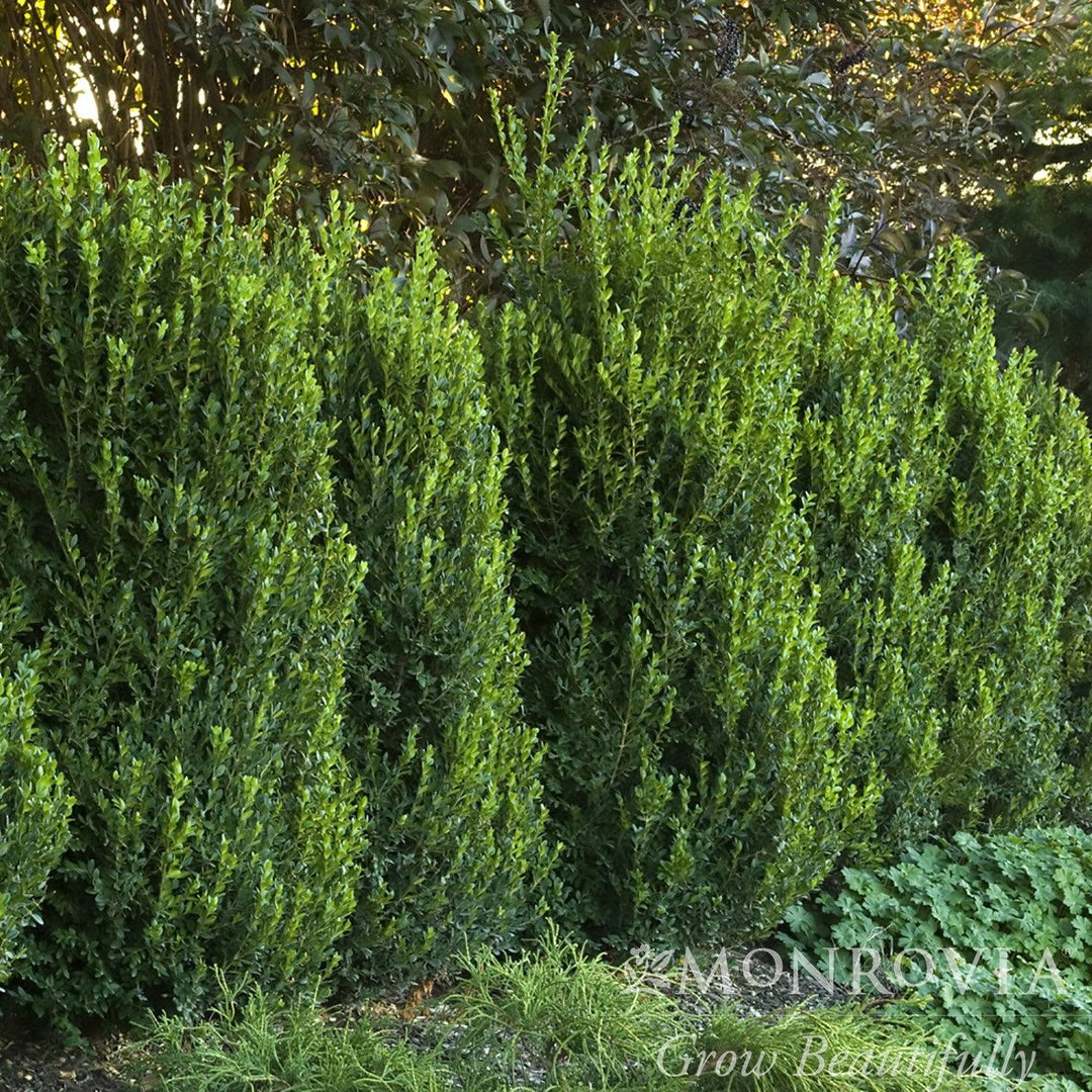 Buxus 'Green Mountain' ~ Monrovia® Green Mountain Boxwood-ServeScape