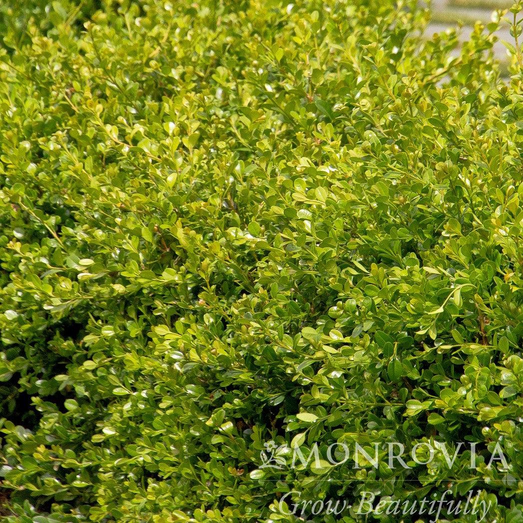 Buxus 'Green Gem' ~ Green Gem Boxwood-ServeScape