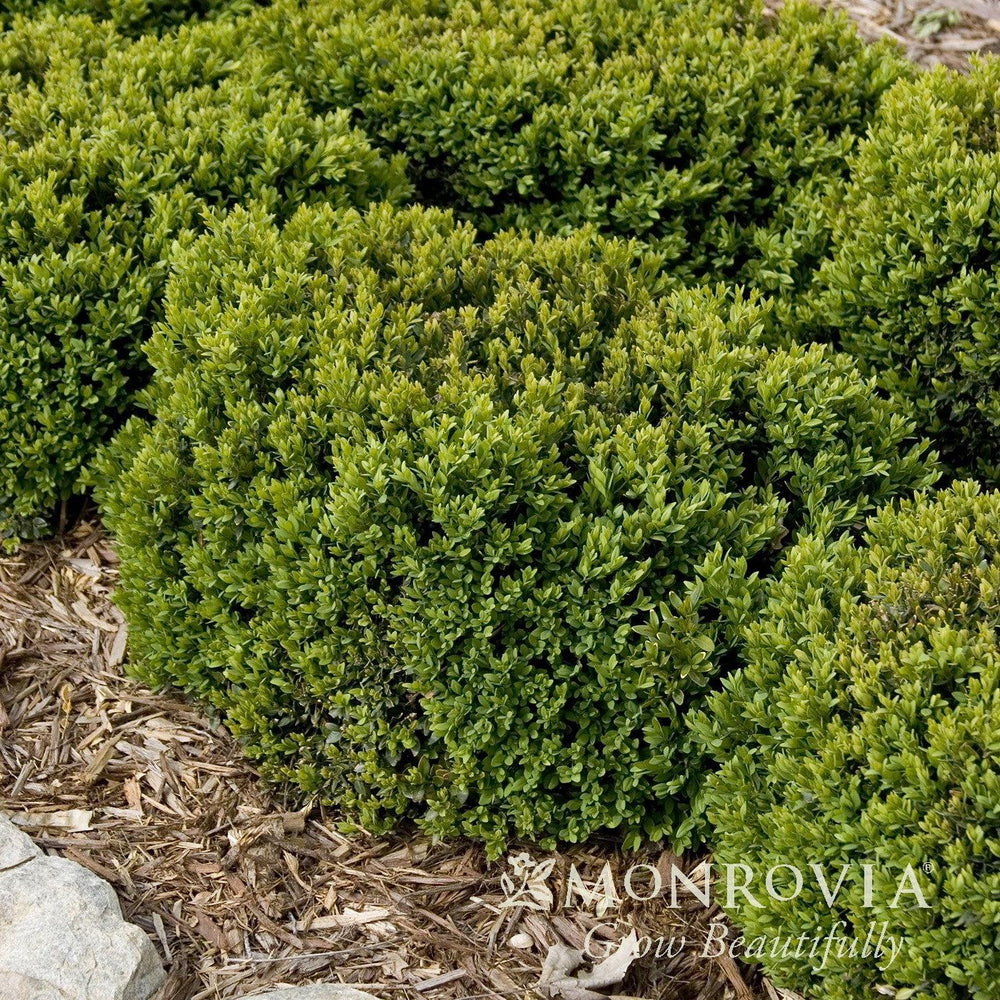 Buxus 'Green Velvet' ~ Monrovia® Green Velvet Boxwood-ServeScape