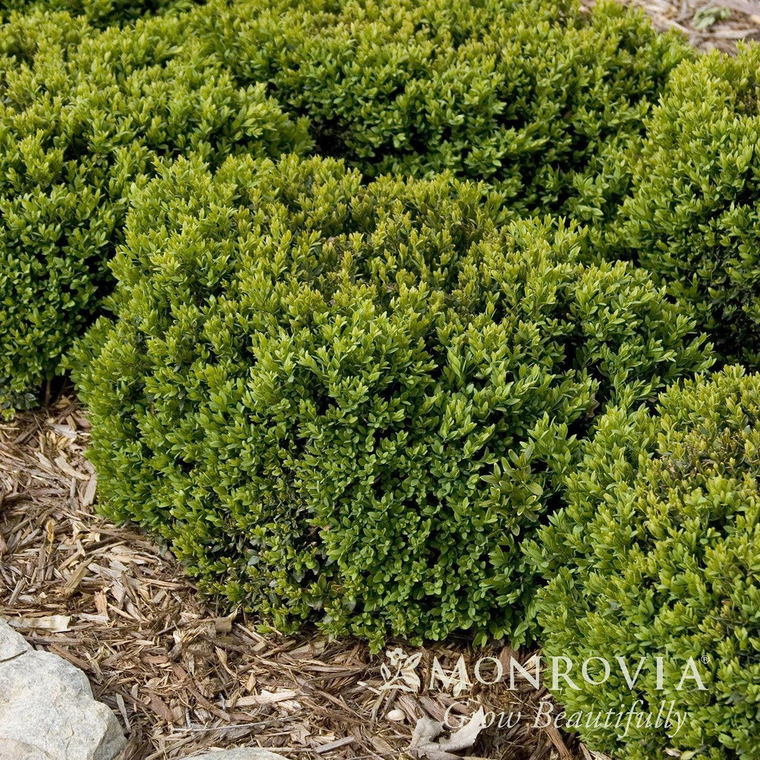 Buxus 'Green Velvet' ~ Monrovia® Green Velvet Boxwood-ServeScape
