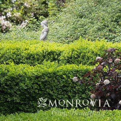 Buxus 'Green Velvet' ~ Monrovia® Green Velvet Boxwood-ServeScape