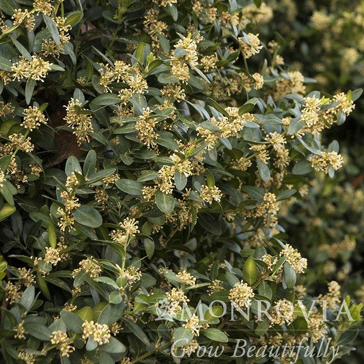 Buxus sempervirens 'Monrue' ~ Monrovia® Green Tower® Boxwood-ServeScape