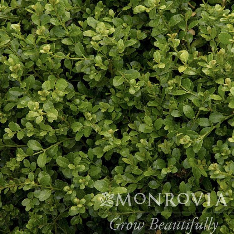 Buxus microphylla var. japonica 'Green Beauty' ~ Monrovia® Green Beauty Boxwood-ServeScape