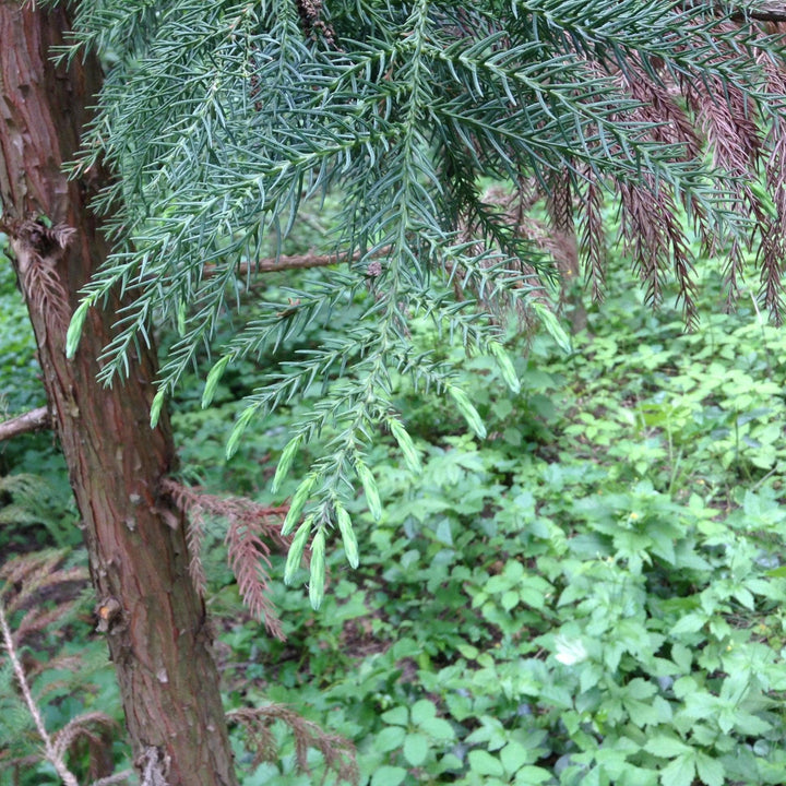 Cryptomeria japonica 'Tarheel Blue' ~ Tarheel Blue Japanese Cedar-ServeScape