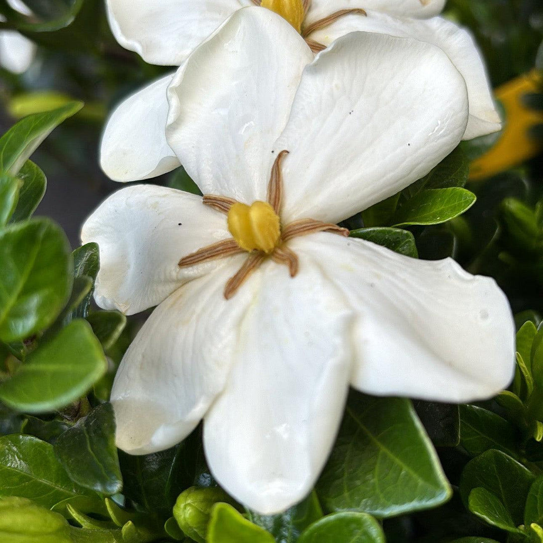 Gardenia jasminoides 'Daisy' ~ Daisy Gardenia-ServeScape