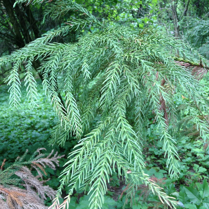 Cryptomeria japonica 'Tarheel Blue' ~ Tarheel Blue Japanese Cedar-ServeScape