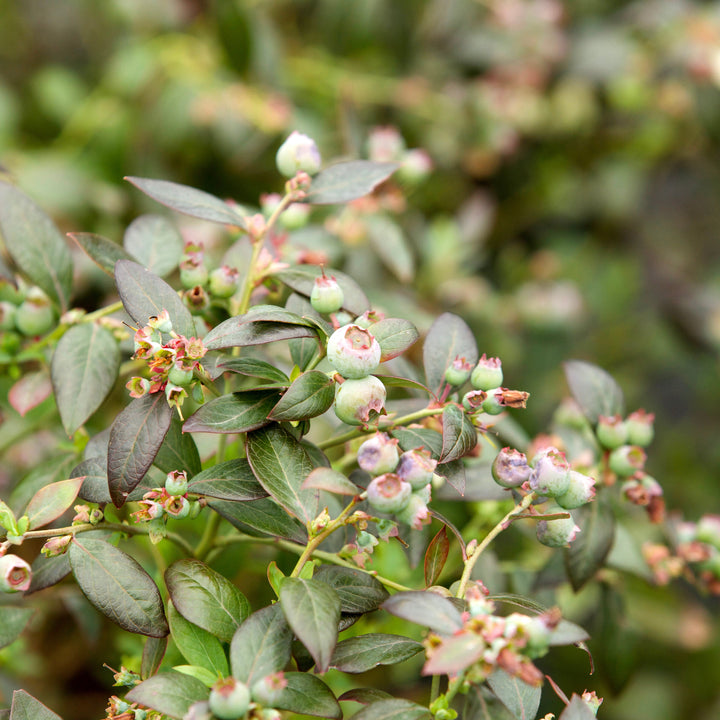 Vaccinium corymbosum ‘FL09-216’ PPAF ~ Downhome Harvest® Hello Darlin® Blueberry-ServeScape