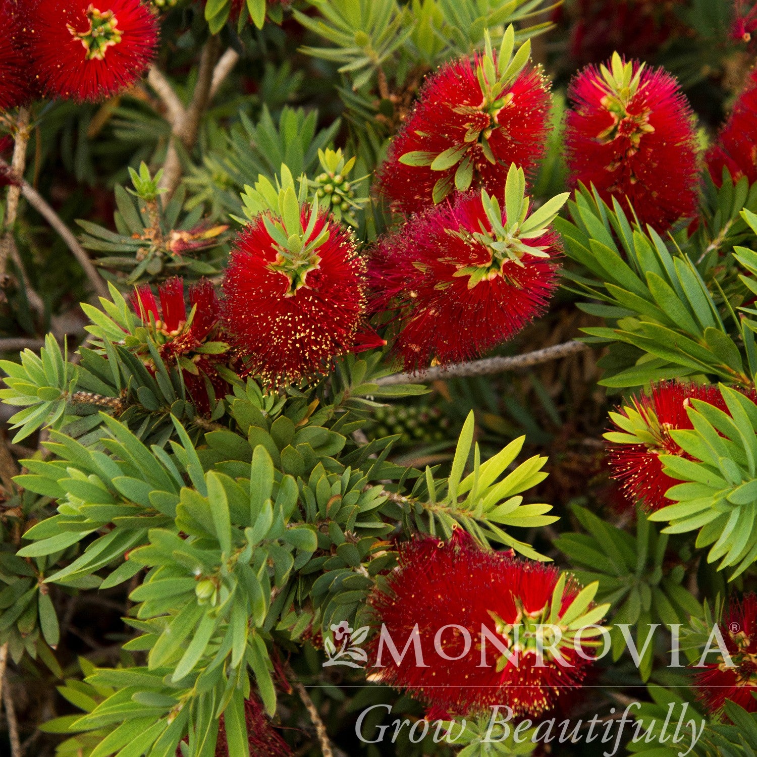 Callistemon 'Little John' ~ Monrovia® Little John Dwarf Bottlebrush-ServeScape