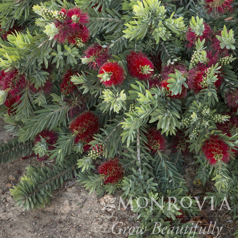 Callistemon 'Little John' ~ Monrovia® Little John Dwarf Bottlebrush-ServeScape
