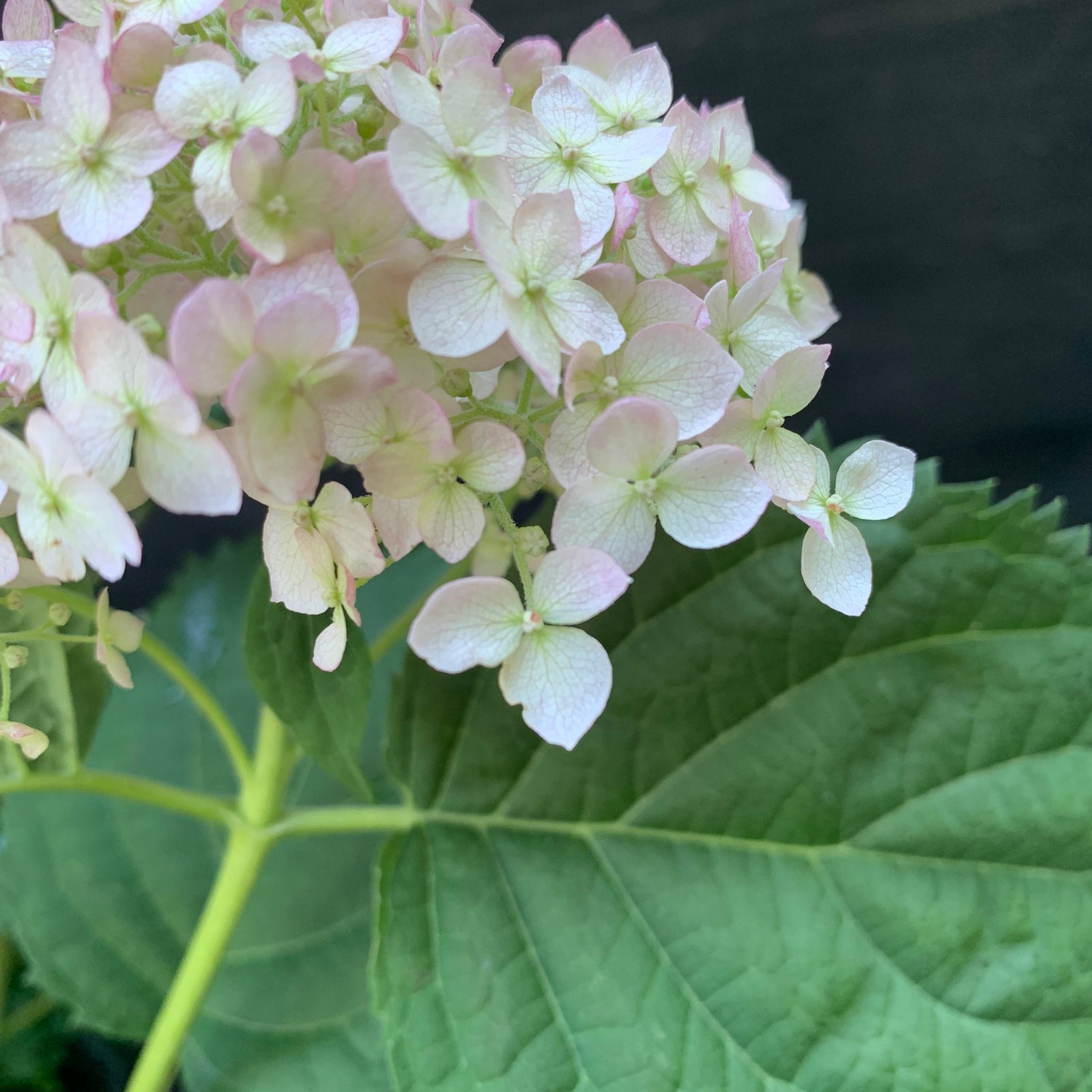 Hydrangea arborescens 'NCHA5' ~ Invincibelle® Wee White Smooth Hydrangea-ServeScape