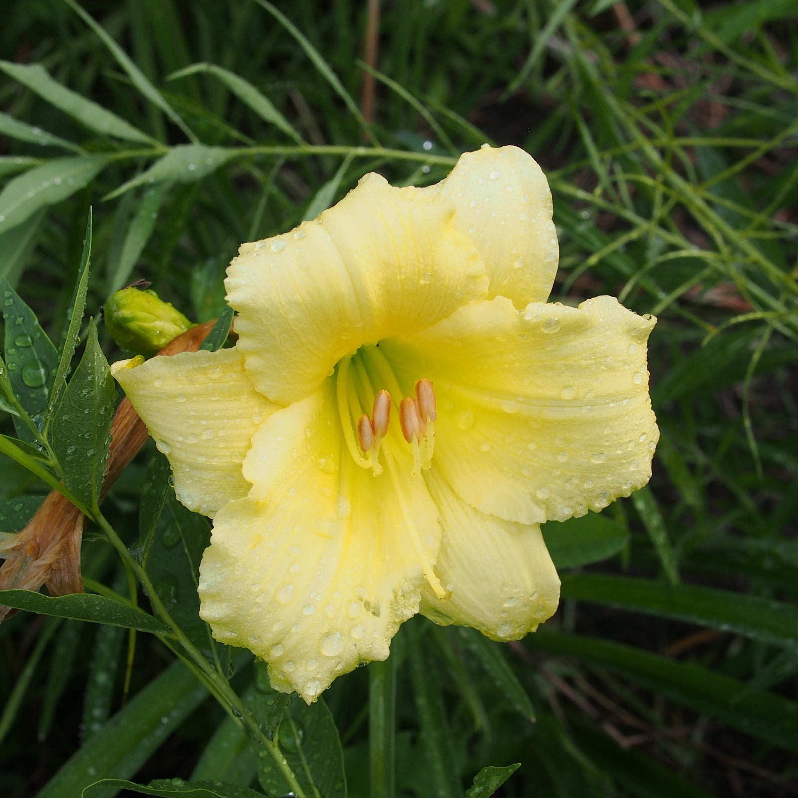 Hemerocallis 'Fragrant Returns' ~ Fragrant Returns Daylily-ServeScape