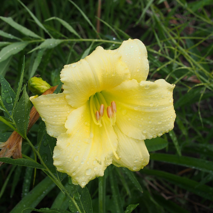 Hemerocallis 'Fragrant Returns' ~ Fragrant Returns Daylily-ServeScape