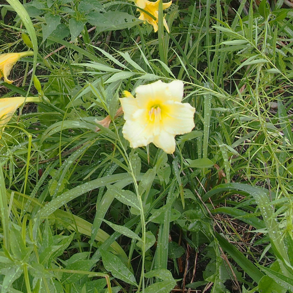 Hemerocallis 'Fragrant Returns' ~ Fragrant Returns Daylily-ServeScape