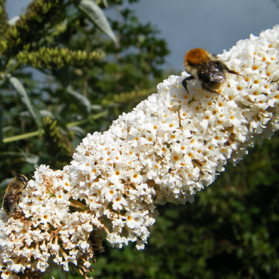 Buddleia davidii 'MBU08/3' ~ Butterfly Towers™ White Butterfly Bush-ServeScape