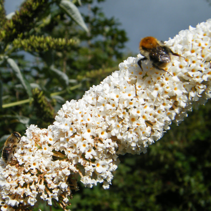 Buddleia davidii 'MBU08/3' ~ Butterfly Towers™ White Butterfly Bush-ServeScape