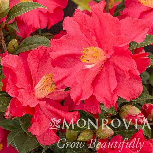 Camellia x williamsii 'Coral Delight ~ Monrovia® Coral Delight Camellia-ServeScape