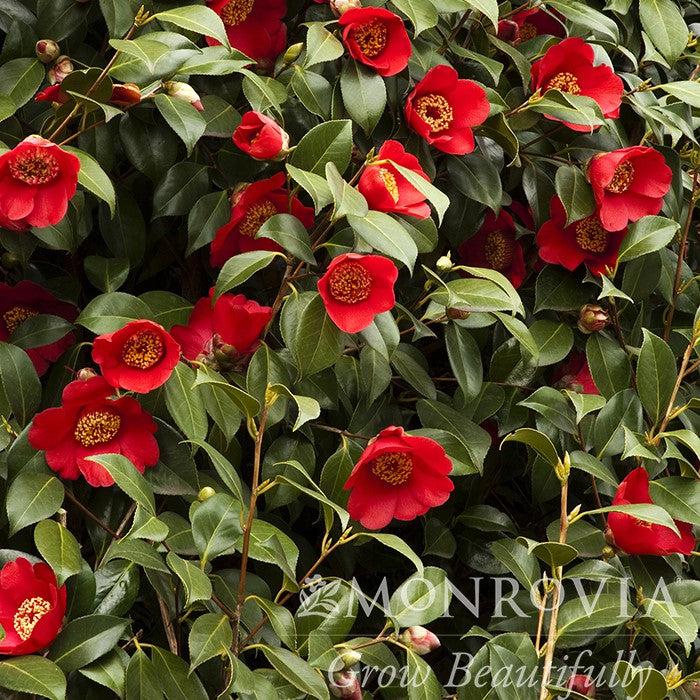 Camellia japonica 'Spring's Promise' ~ Monrovia® Spring's Promise Ice Angels® Camellia-ServeScape