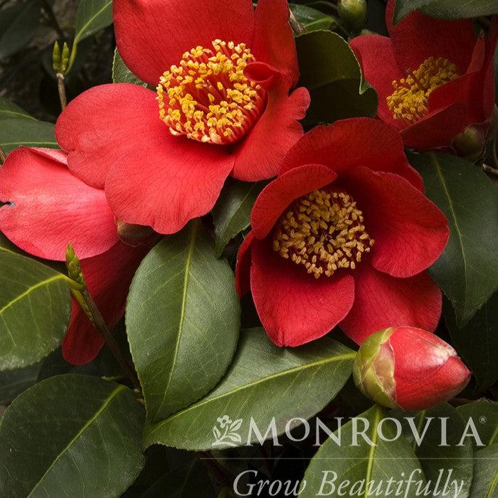 Camellia japonica 'Spring's Promise' ~ Monrovia® Spring's Promise Ice Angels® Camellia-ServeScape