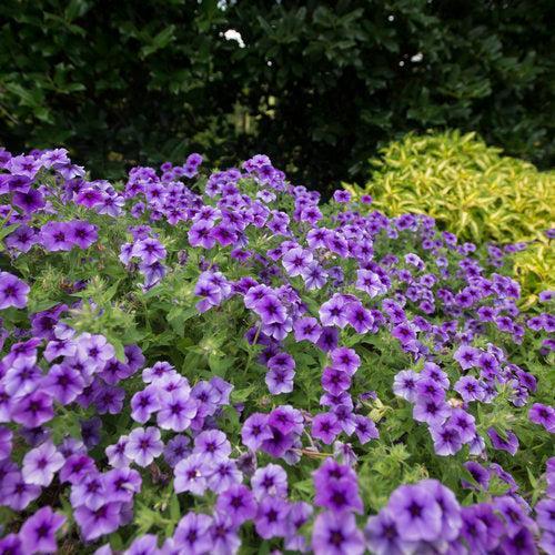 Phlox drummondii 'USPLX60306' PP21,646 ~ PW® Intensia® Blueberry Drummond Phlox-ServeScape