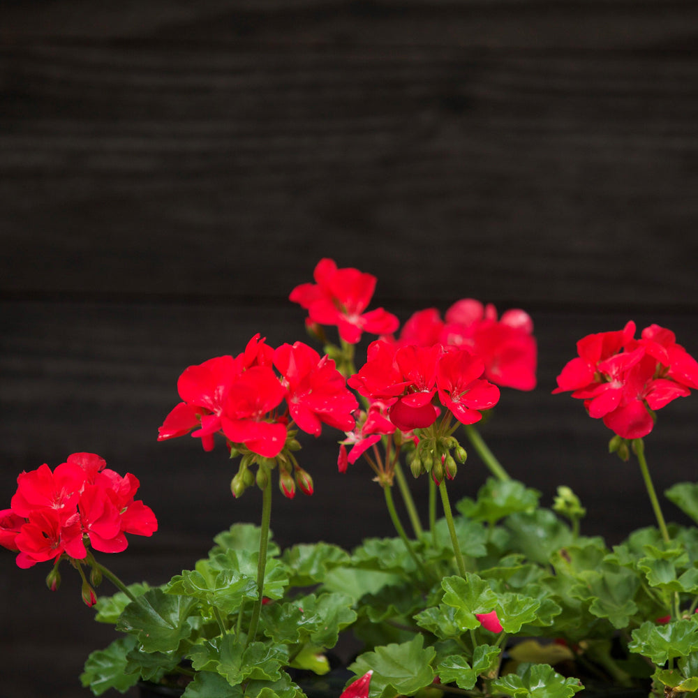 Pelargonium zonal 'Americana Bright Red' ~ Americana® Bright Red Zonal Geranium-ServeScape