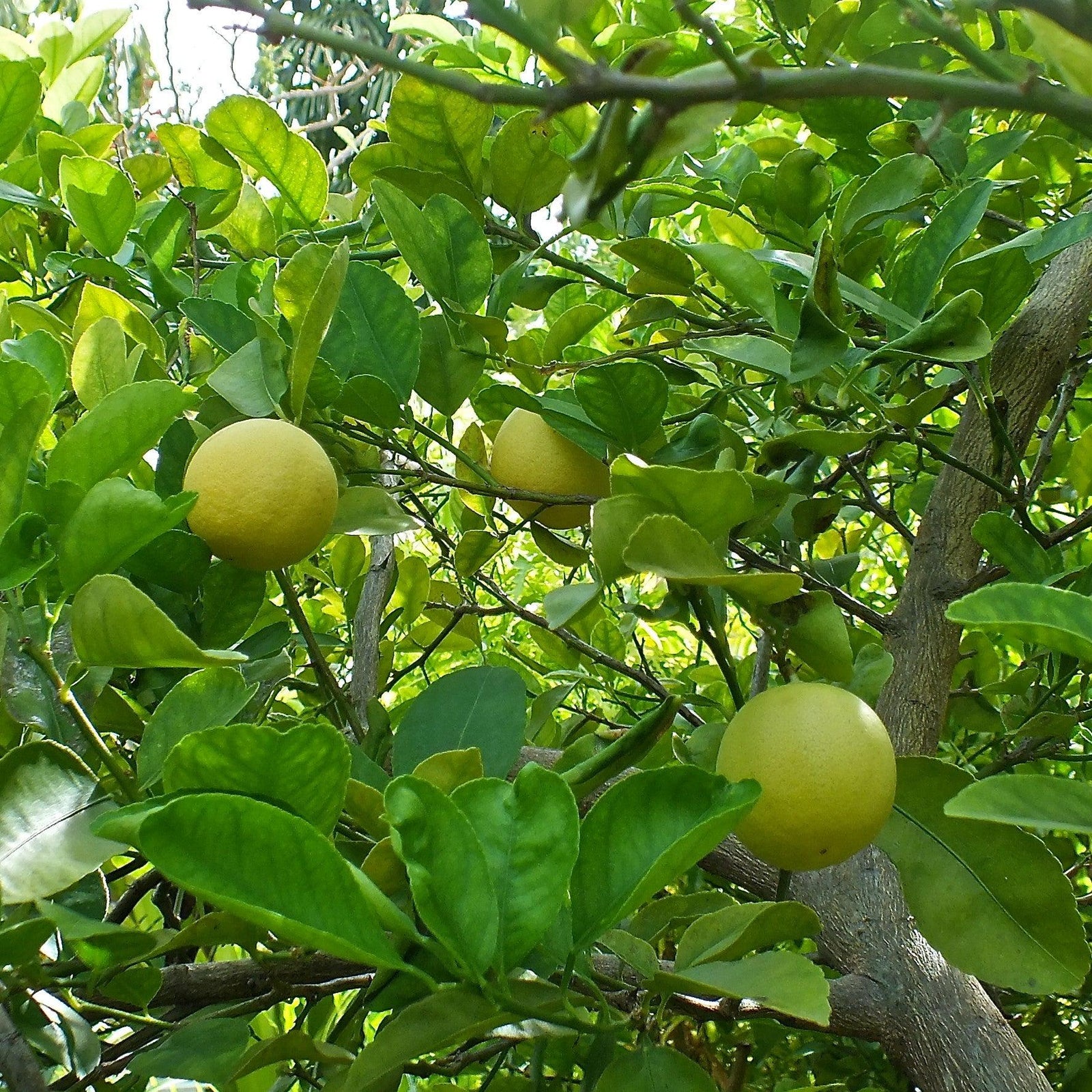 Citrus x aurantiifolia ~ Mexican Lime, Key Lime-ServeScape