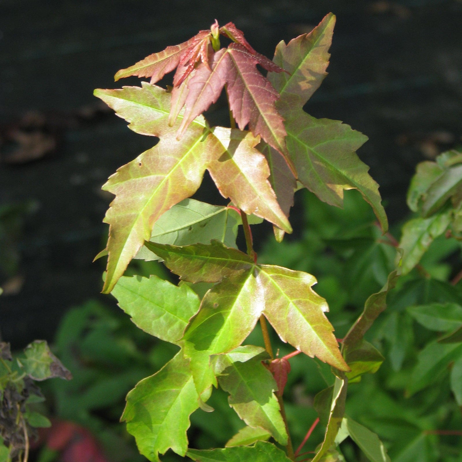 Acer buergerianum 'Angyo Weeping' ~ Angyo Weeping Trident Maple-ServeScape