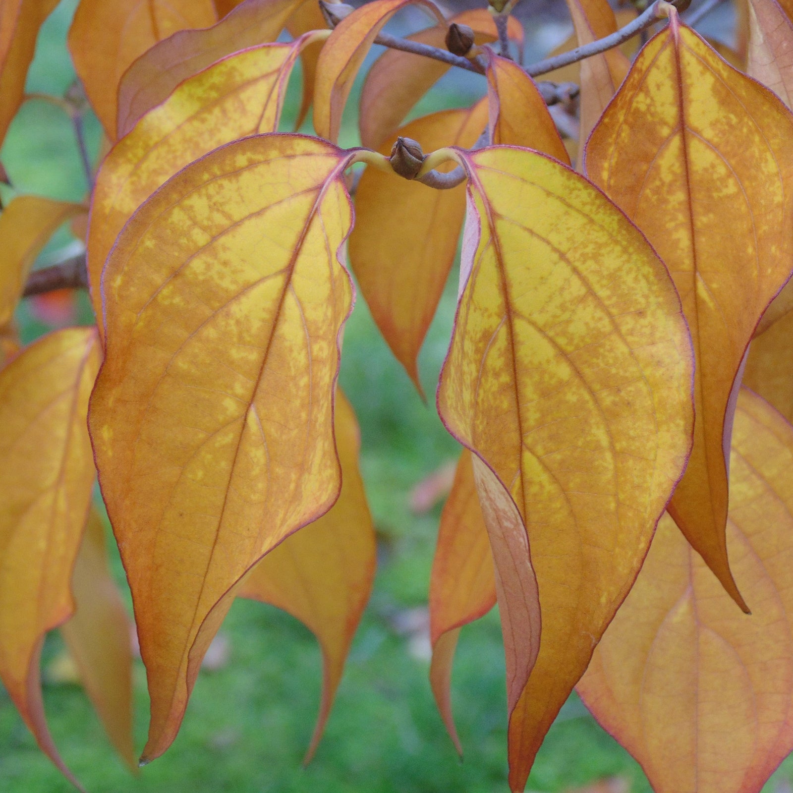 Cornus kousa var. chinensis 'Milky Way' ~ Milky Way Chinese Dogwood-ServeScape