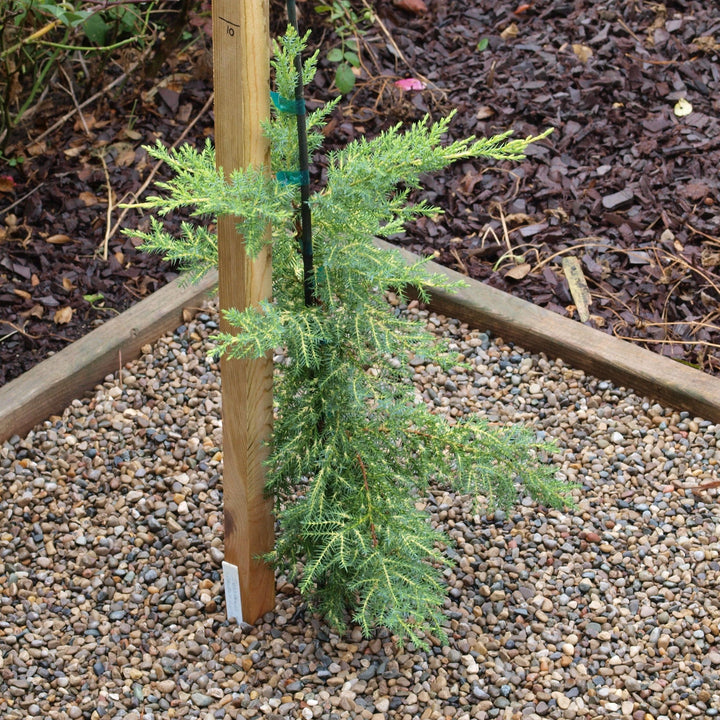 juniperus x media 'Daub's Frosted' ~ Daub's Frosted Pfitzer Juniper-ServeScape