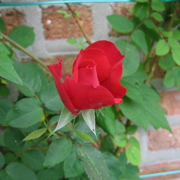 Rosa 'RADramblin' ~ Ramblin' Red® Rose-ServeScape