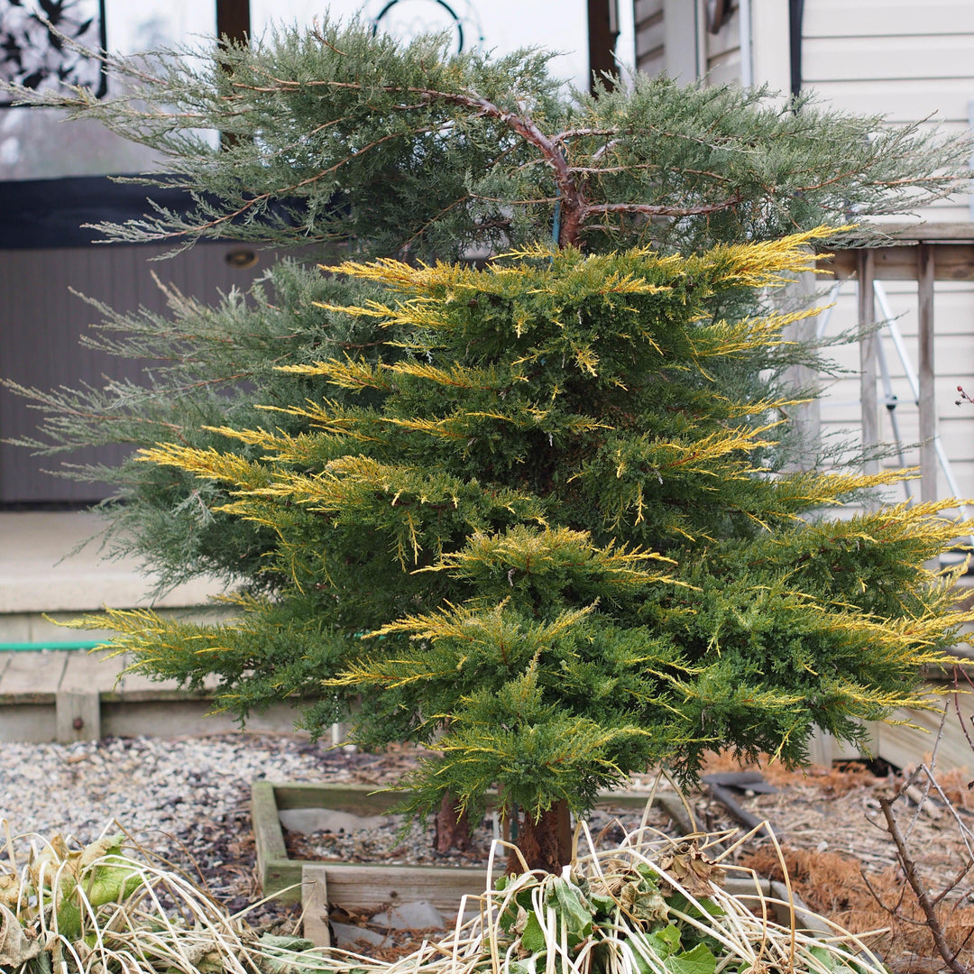 juniperus x media 'Daub's Frosted' ~ Daub's Frosted Pfitzer Juniper-ServeScape