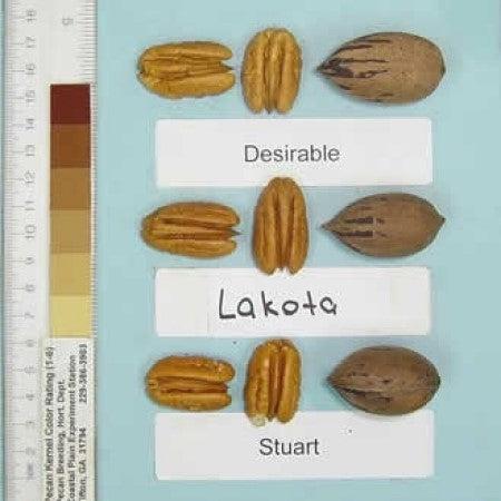 Carya illinoinensis 'lakota' ~ Lakota Pecan-ServeScape