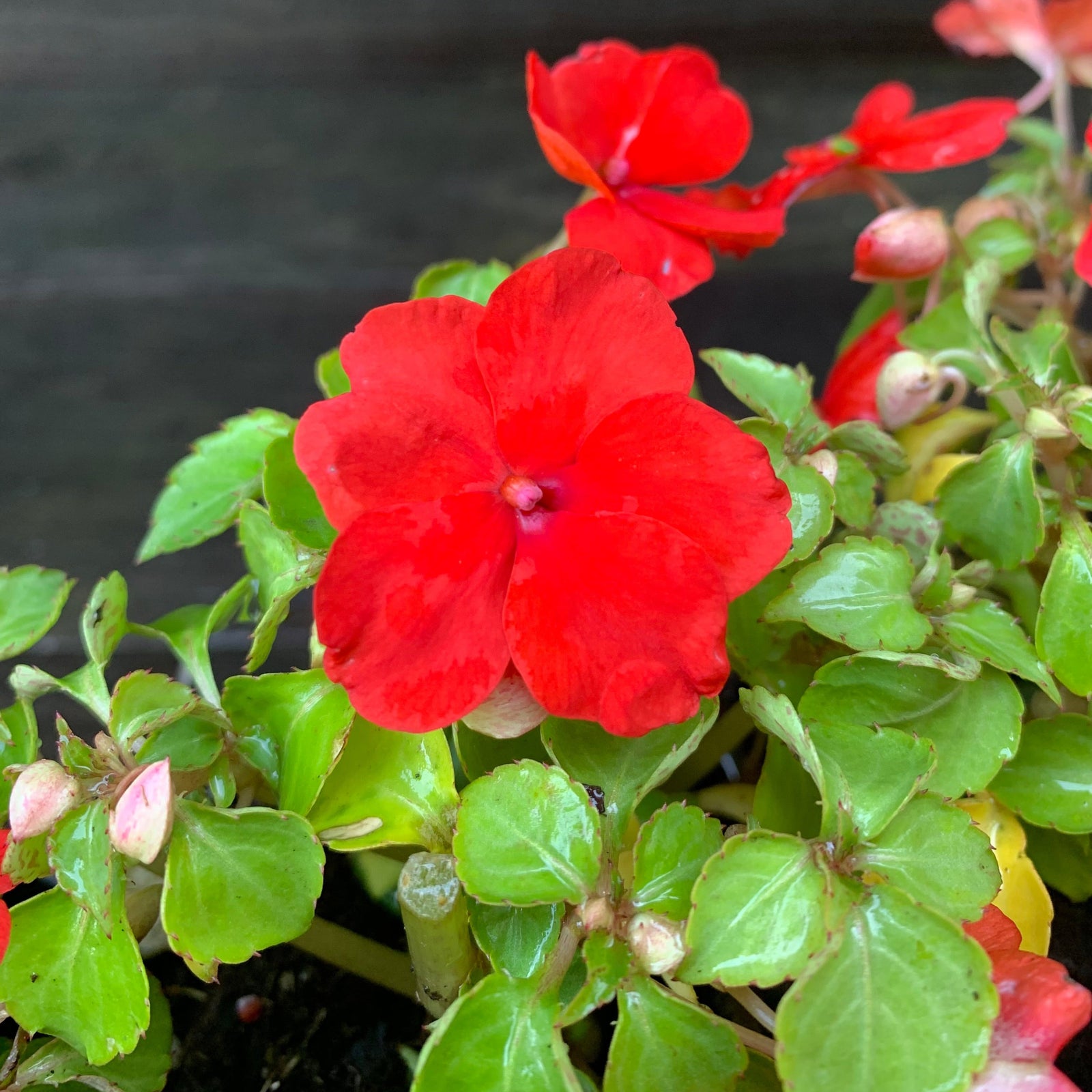 Impatiens walleriana 'PAS1413665' ~ Beacon® Bright Red Impatiens-ServeScape