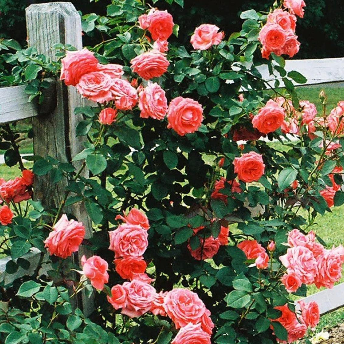 Rosa ‘JACclam’ ~ America™ Climbing Rose-ServeScape