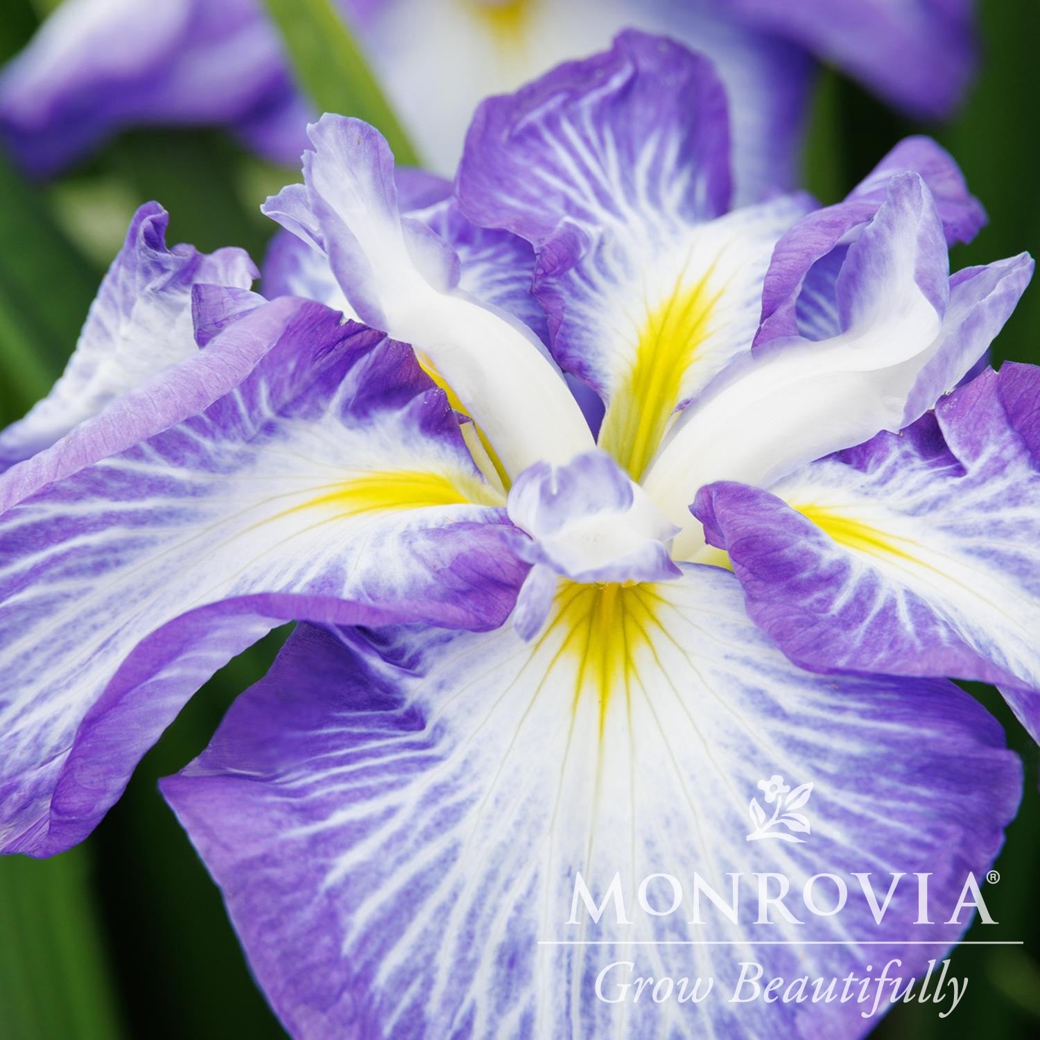 Iris ensata 'Cascade Spice' ~ Monrovia® Cascade Spice Japanese Iris ...