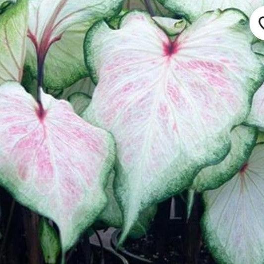 Caladium 'White Lightning' ~ White Lightning Caladium-ServeScape